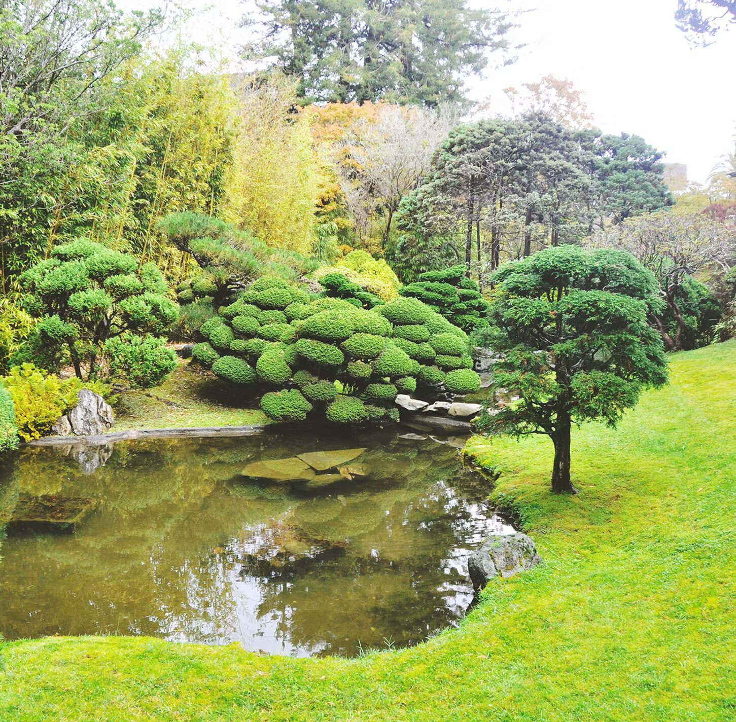 A beautiful natural pond with lush greenery
